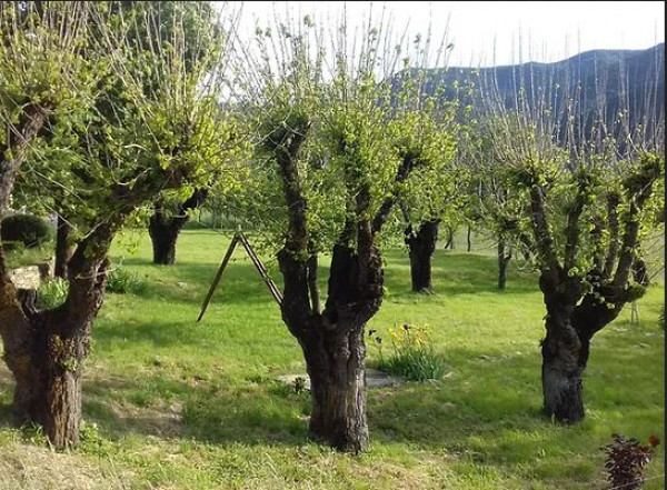 Stage: arbres têtards et haie vivante (plessage): taille de reprise, création et usages