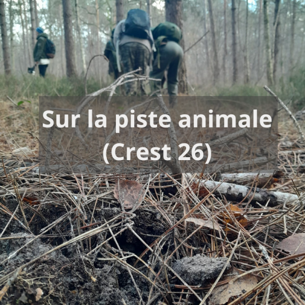 Sur la piste animale