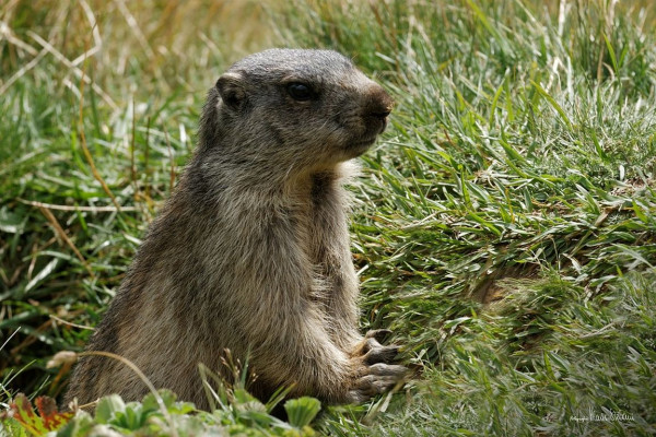 Balade avec un âne à la rencontre des marmottes
