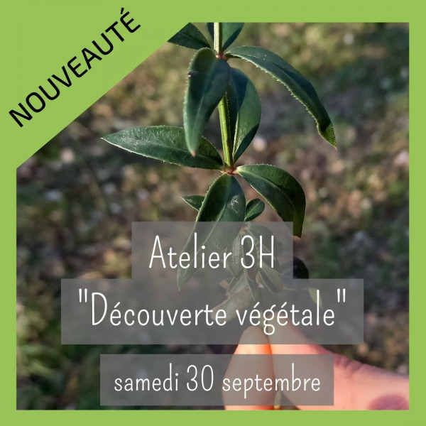 Atelier découverte végétale