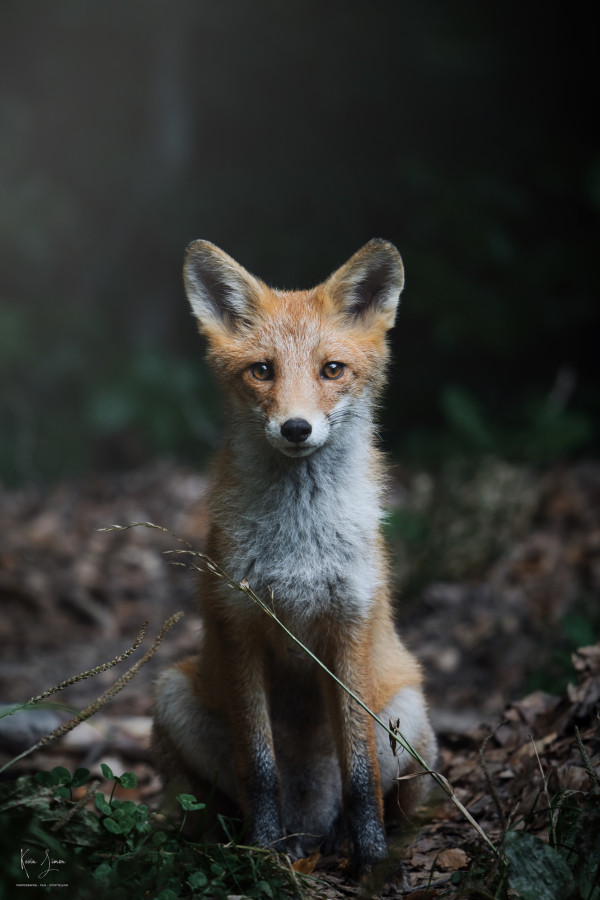 Kevin Simon - PHOTOGRAPHIE · FILM · STORY-TELLING