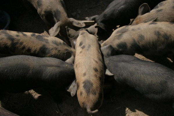 Le Cochon Rustique des Baronnies