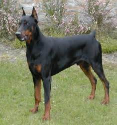 Education Canine de la Drôme des Collines-  ECDC
